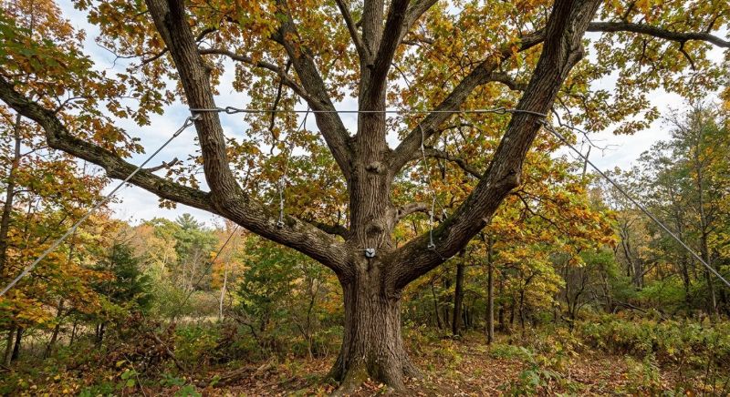 Tree Cabling Service in Reno, NV